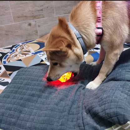 Flash and Squeak Toy Ball - Paws Discovery 