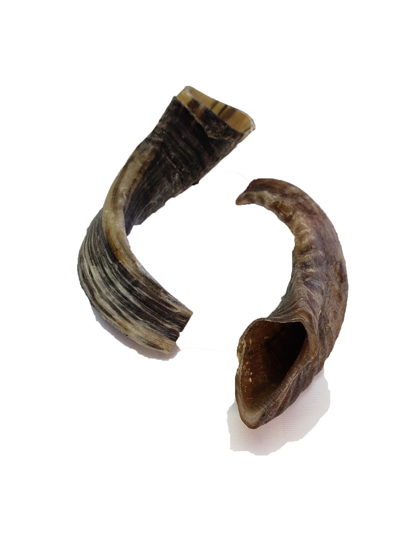 Lamb Horn 1pc