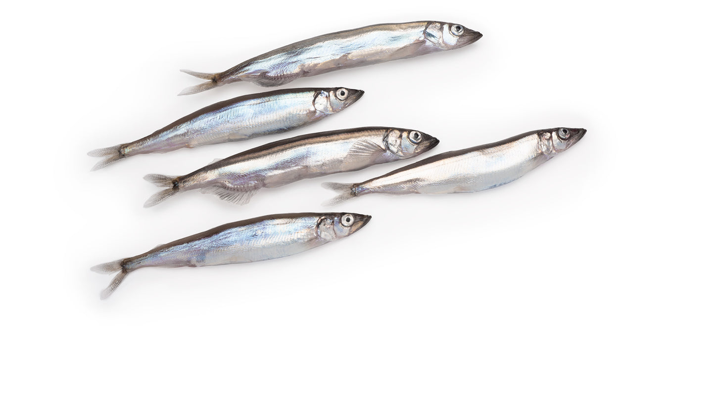 Dehydrated Capelin Per Gram