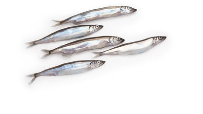 Dehydrated Capelin Per Gram