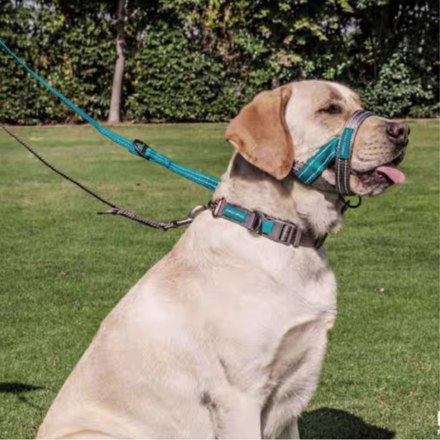 Dog Halti Training HeadCollar - Paws Discovery 