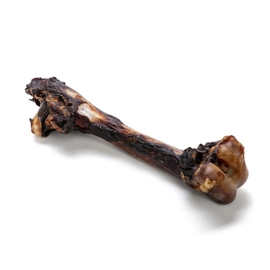 Kangaroo Femur Bone