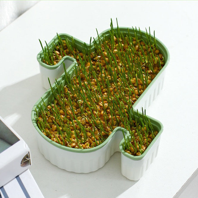 Cat Grass Growing Kits