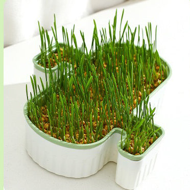 Cat Grass Growing Kits