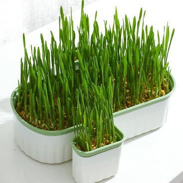 Cat Grass Growing Kits - Paws Discovery 