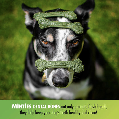 Minties Maximum Mint Dental Bone Tiny/Small - Paws Discovery 