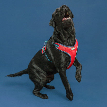 Reflective Adjustable Dog Harness - Paws Discovery 