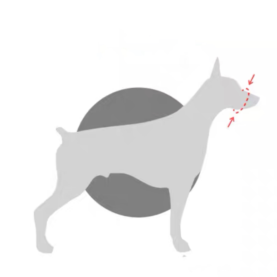 Halti for french sales bulldog