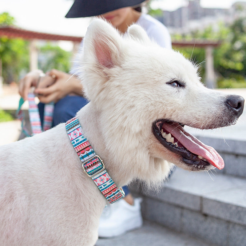 Silver Metal Clip Dog Collar - Paws Discovery 