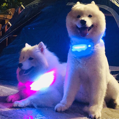 USB Rechargeable LED Flashing Pet Collar - Paws Discovery 