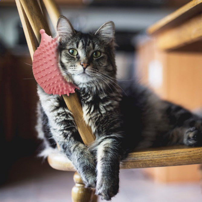 Hedgehog Scratcher For Cat - Paws Discovery 