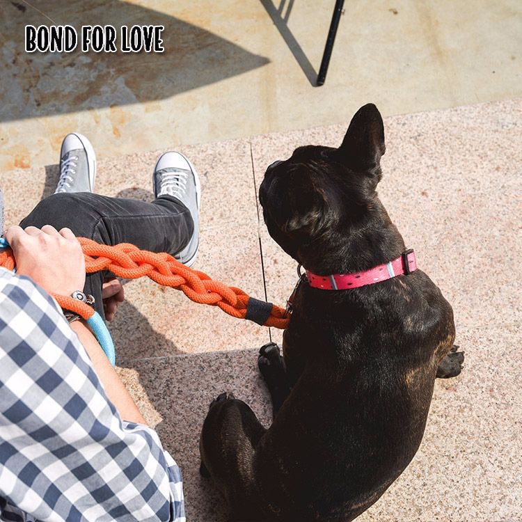 Companion Short Leash - Paws Discovery 