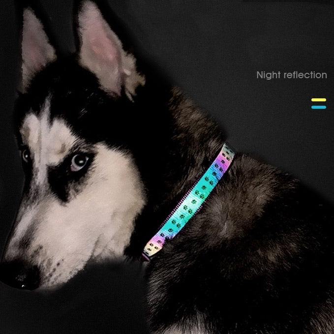 Night Reflective Dog Collar - Paws Discovery 