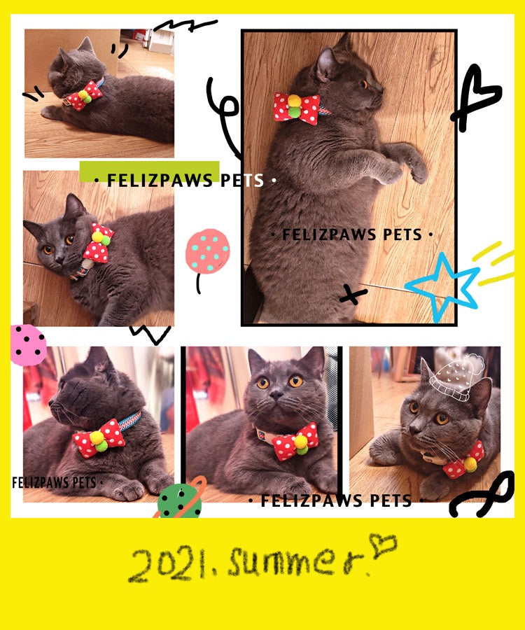 Breakaway Cat Collar Webbing Design - Paws Discovery 