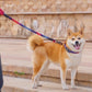 Shock Absorbing Padded Handle Dog Leash